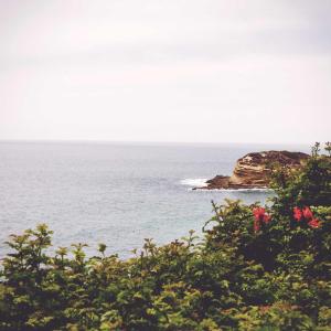 WhatsApp DP - Sea Cliff Flowers